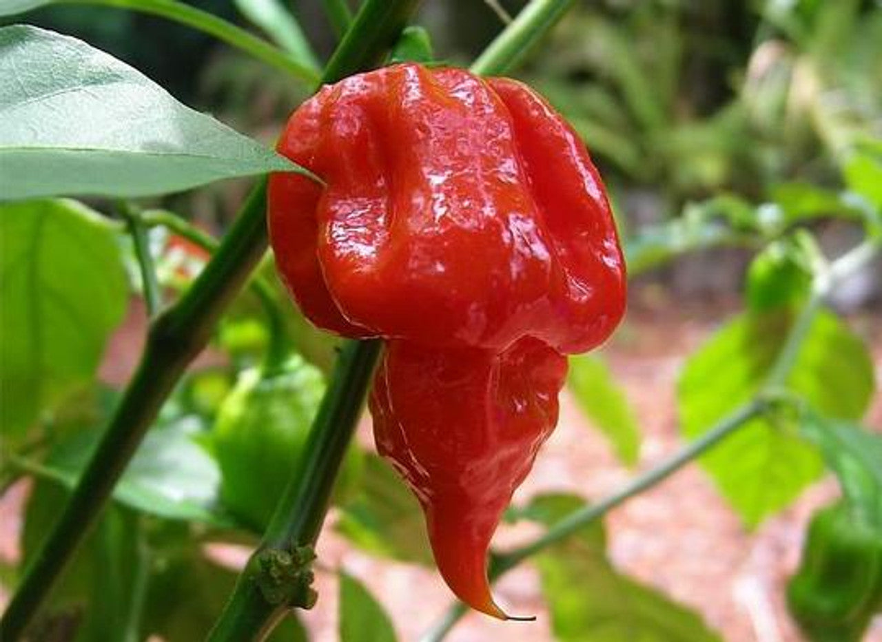 Chili Trinidad Butch T scorpion