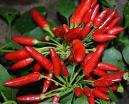 Finger Chilli Chili Red Finger – The Exotic Seed Emporium