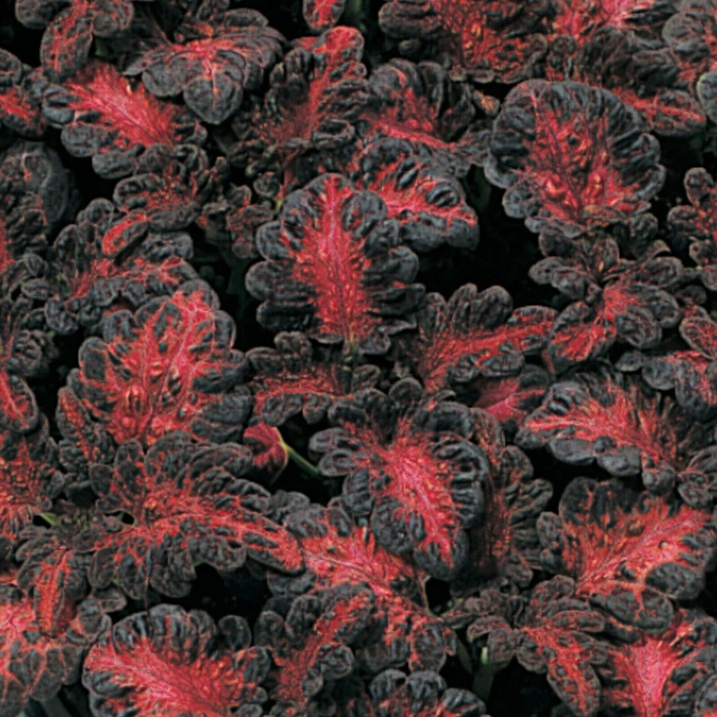 Coleus Black Dragon