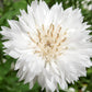 Cornflower Snowman