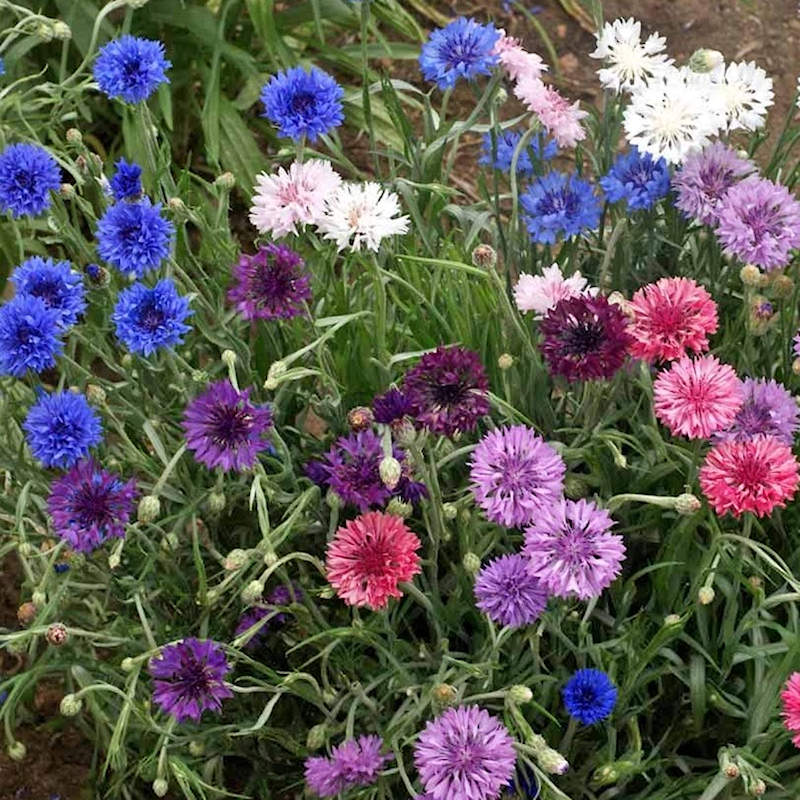 Cornflower ( Polka Dot )