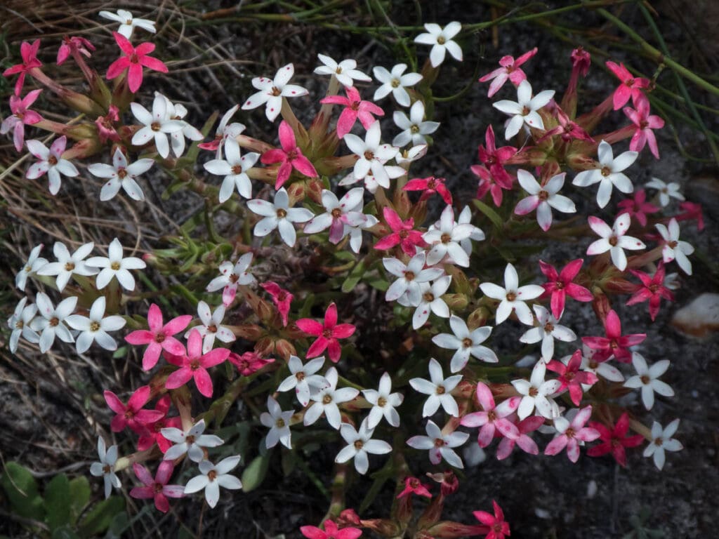 Crassula fascicularis