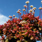 Crassula pubescens ssp radicans