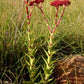 Crassula alba var alba