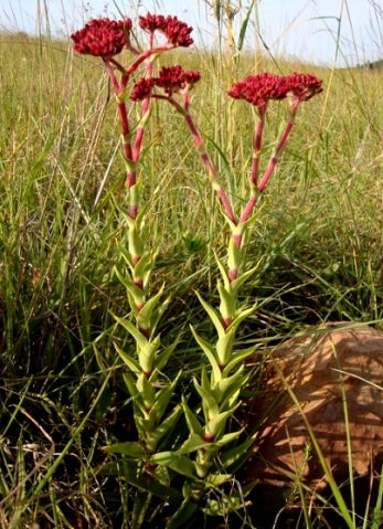 Crassula alba var alba