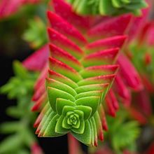 Crassula capitella