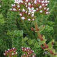 Crassula dejecta