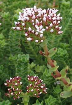 Crassula dejecta