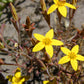 Crassula dichotoma