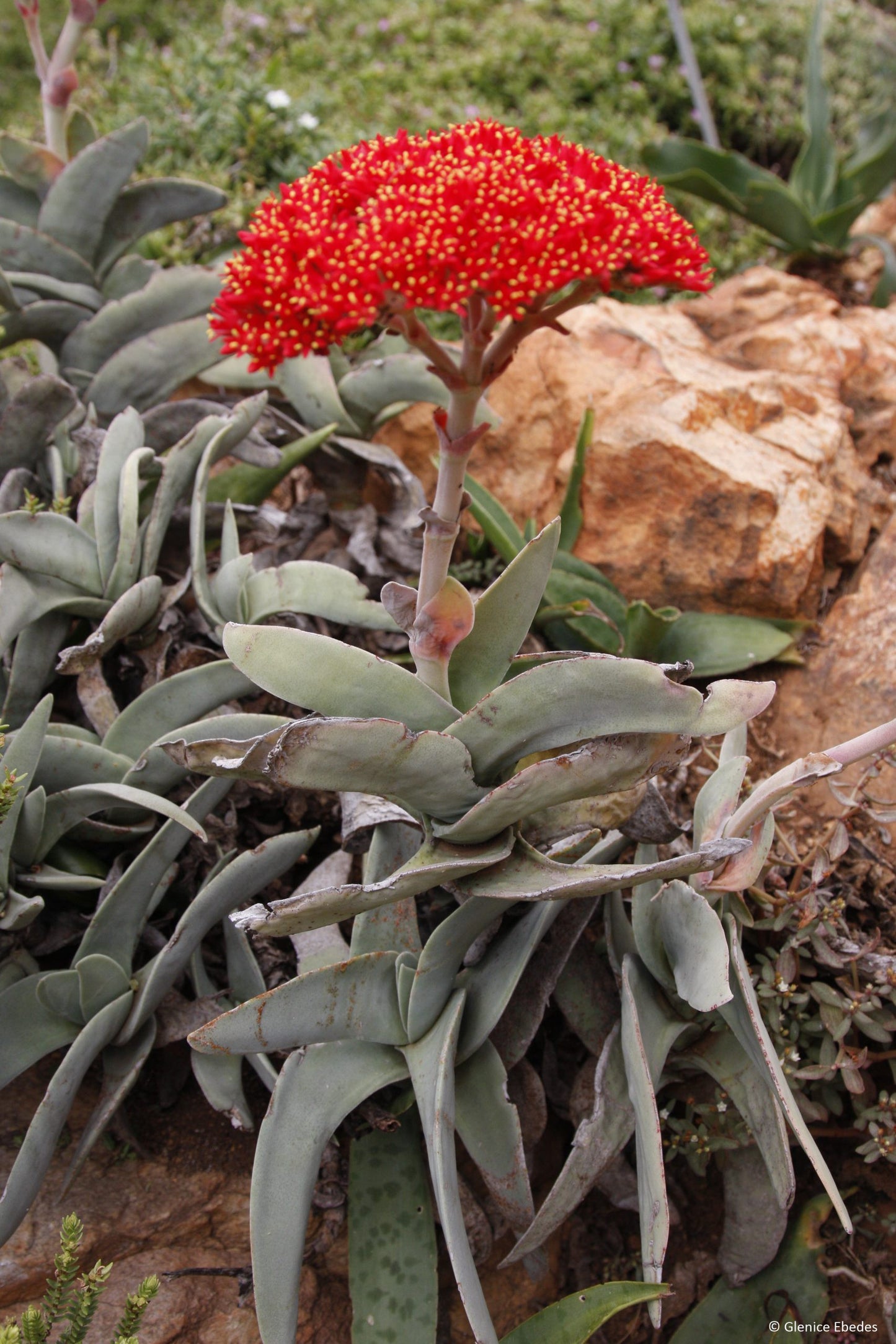 Crassula perfoliata var minor