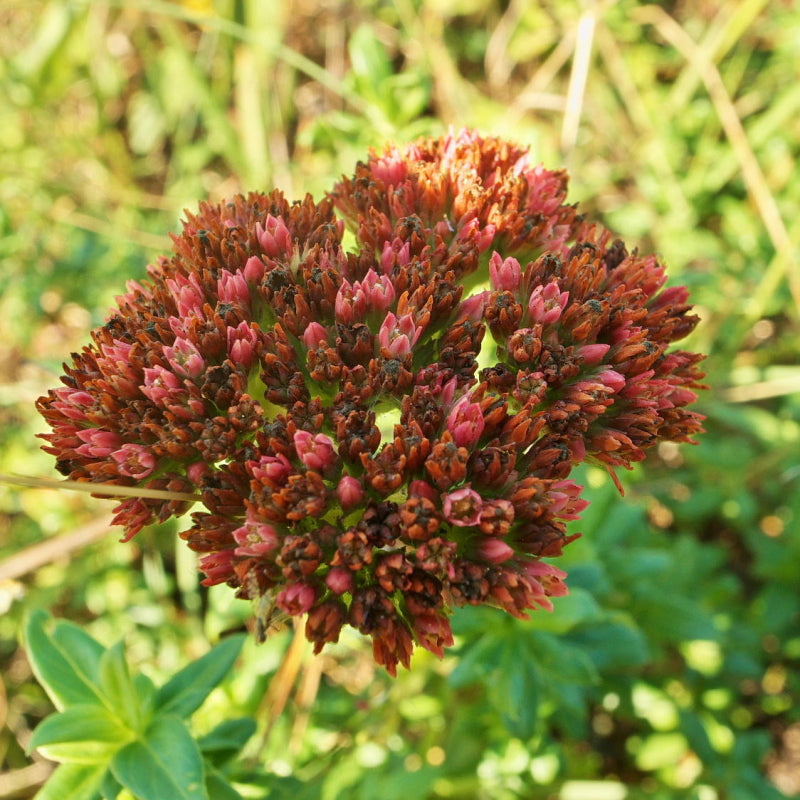 Crassula alba var alba