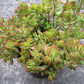 Crassula atropurpurea