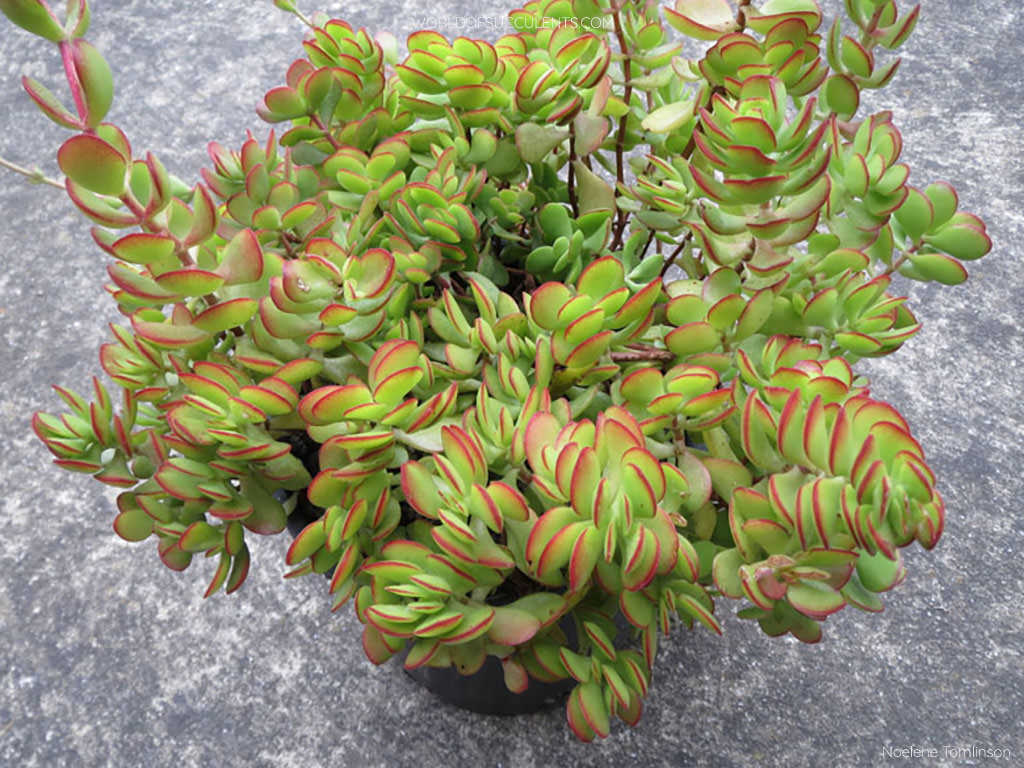 Crassula atropurpurea