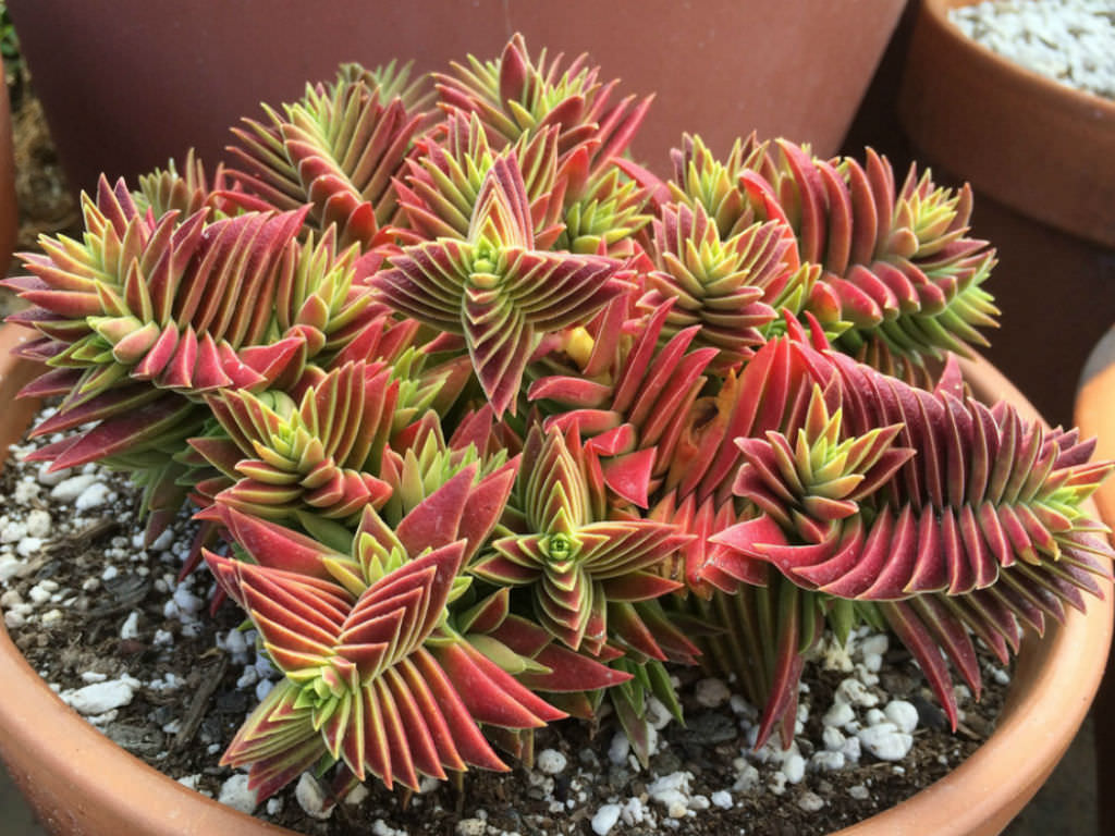 Crassula capitella subsp Thyrsiflora