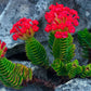 Crassula coccinea