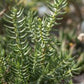 Crassula tetragona