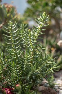 Crassula tetragona