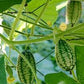 Cucamelon Melothria scabra