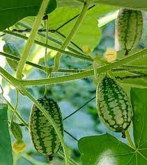 Cucamelon Melothria scabra