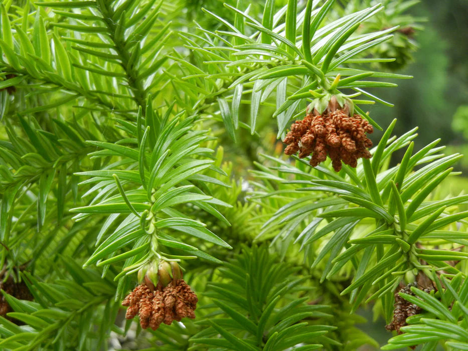 Cunninghamia lanceolata