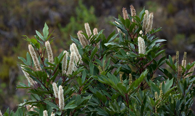 Cunonia capensis