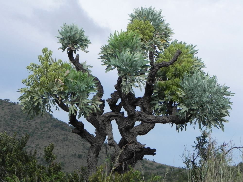 Cussonia paniculata subsp. Sinuata