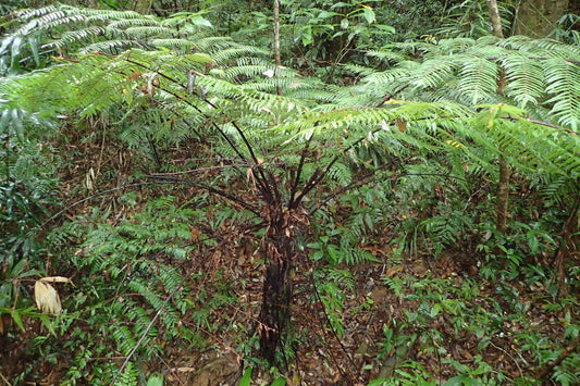 Cyathea podophylla