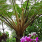 Cyathea lepifera