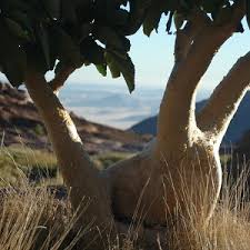 Cyphostemma currorii