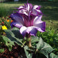 Datura double purple