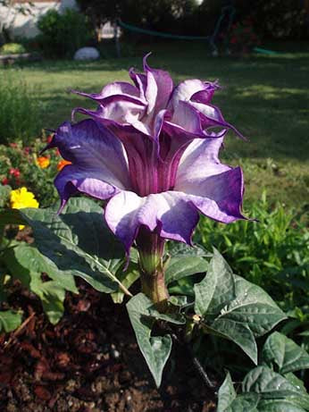 Datura double purple