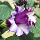 Datura double purple