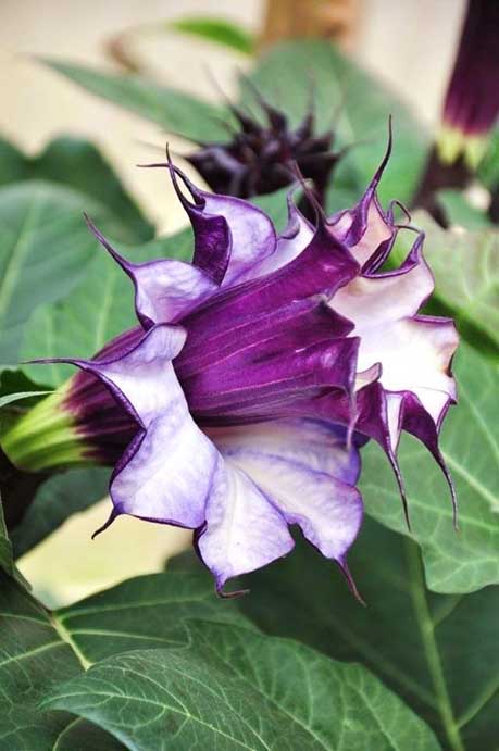 Datura double purple