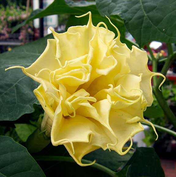 Datura double yellow