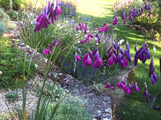 Dierama BlackBird ( Angels Fishing Rod )