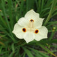 Dietes bicolor