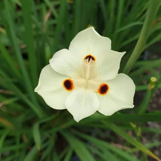 Dietes bicolor