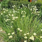 Dietes bicolor