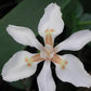 Dietes butcheriana