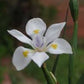 Dietes butcheriana