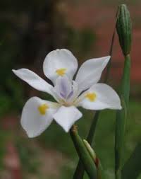Dietes butcheriana