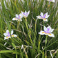 Dietes grandiflora