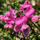 Dipogon lignosus