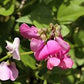 Dipogon lignosus