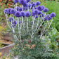 Echinops ( Globe Thistle )