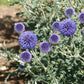 Echinops ( Globe Thistle )