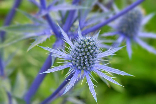 Eryngium Planum