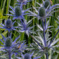 Eryngium Planum