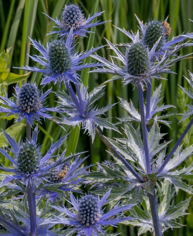 Eryngium Planum