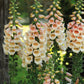 Foxglove Suttons Apricot